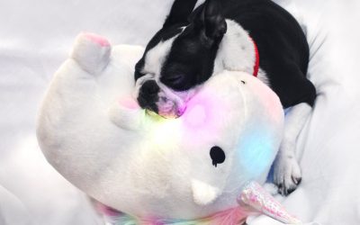 3 Bästa ENHÖRNING SAKER 2019