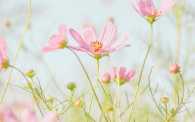 Välkommen underbara vår